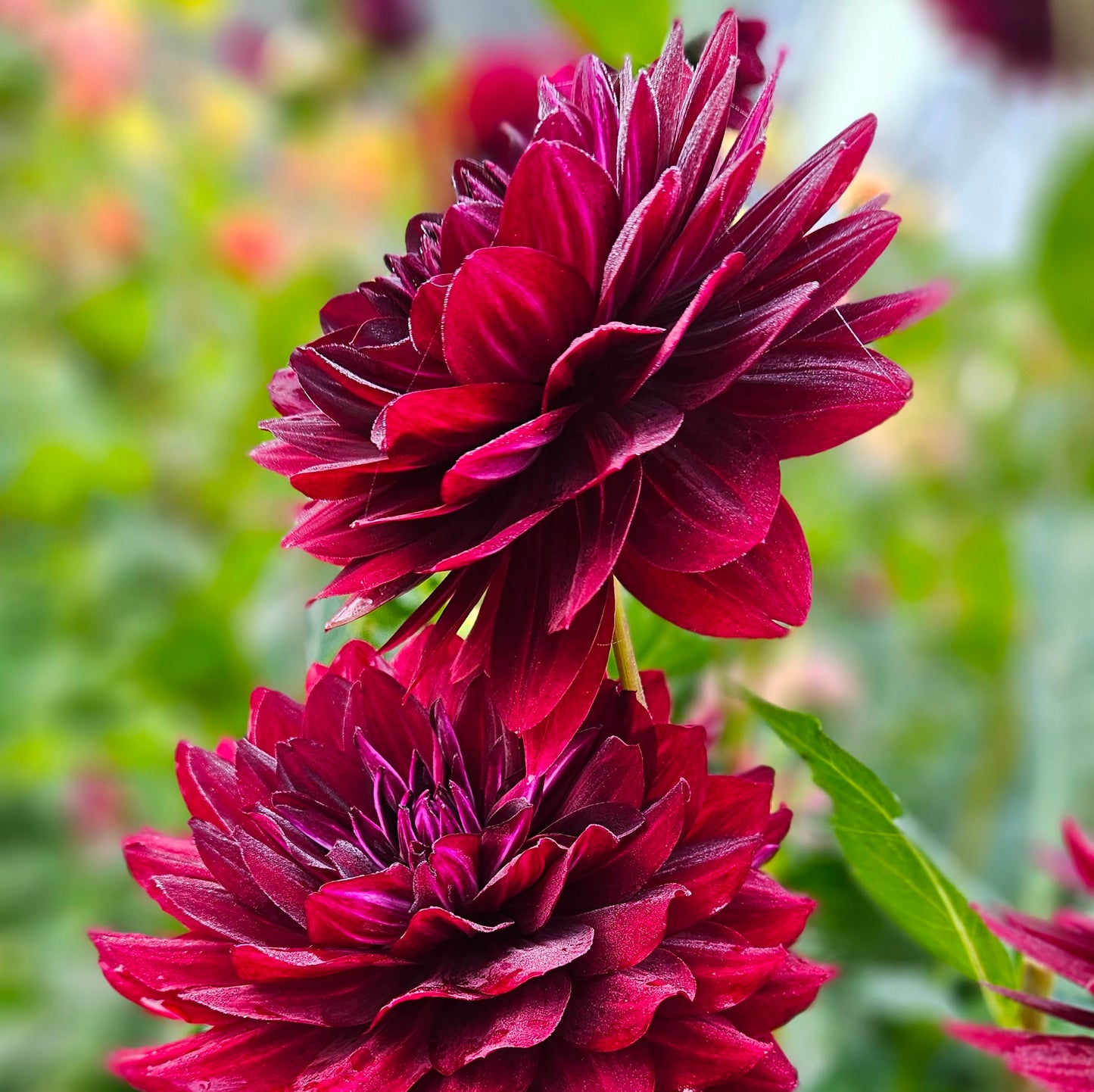 Hollyhill Black Widow