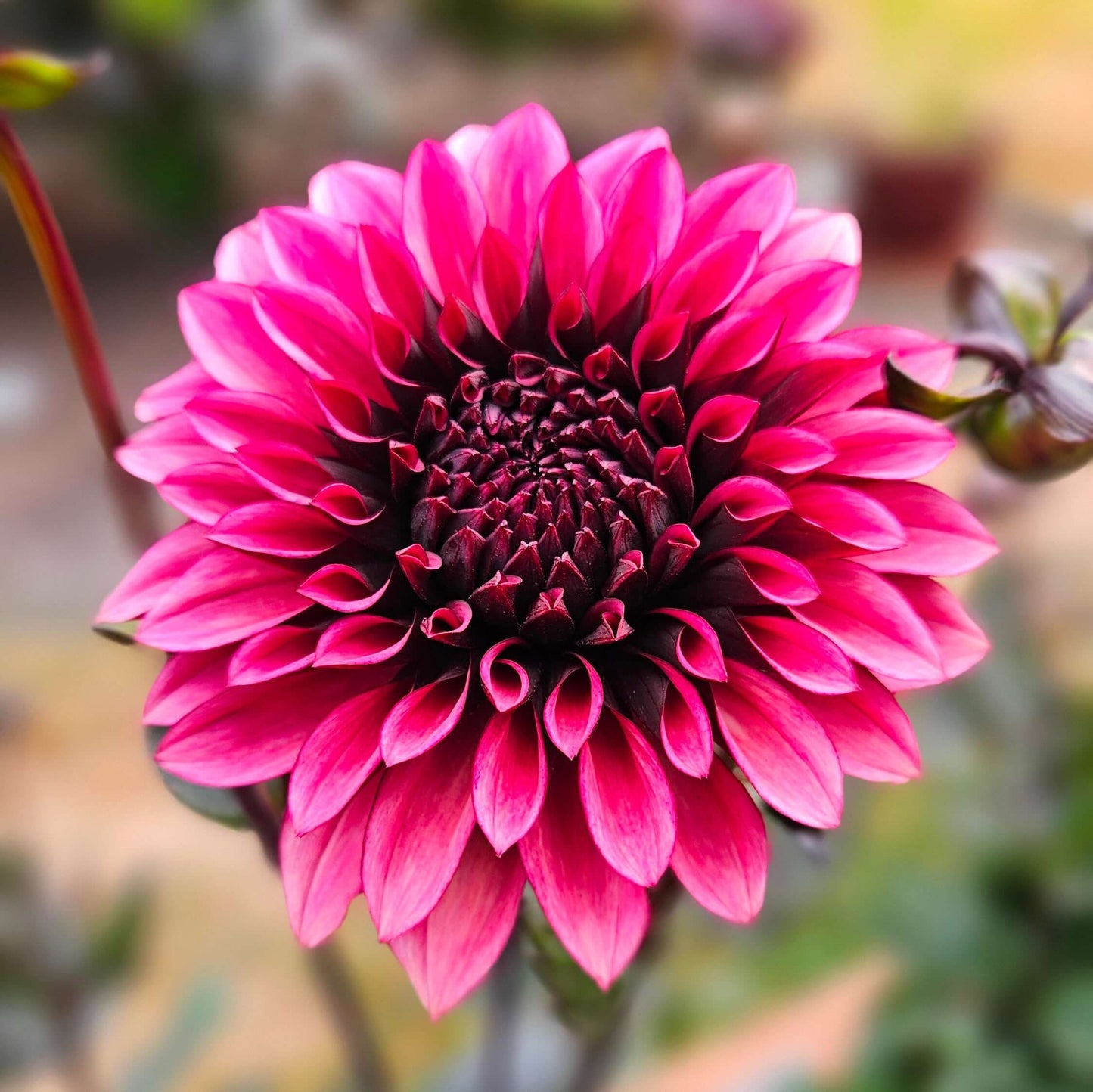 Night Silence: Close-up of a vibrant pink flower with a blurred natural background