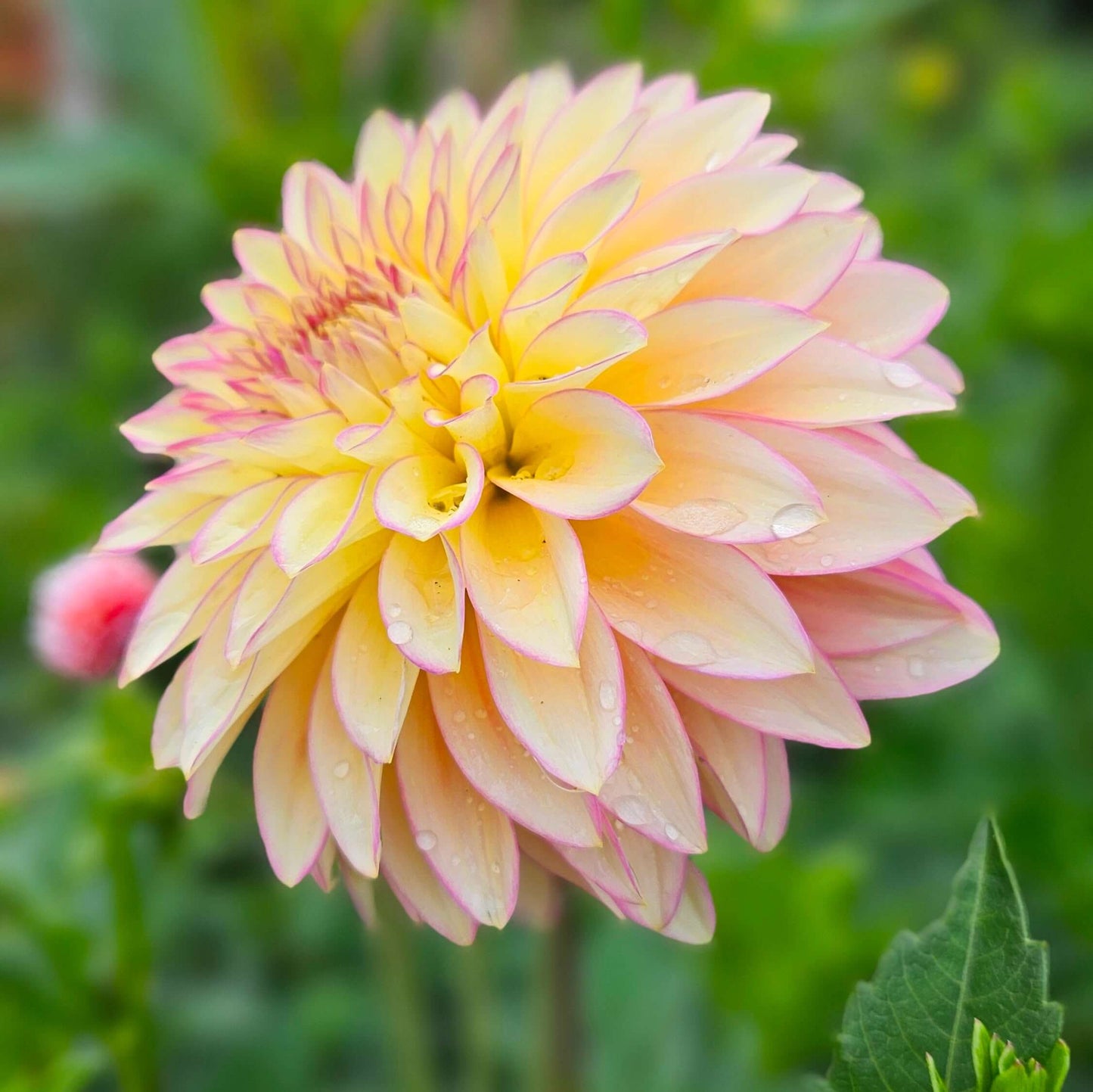Bloomquist Blush