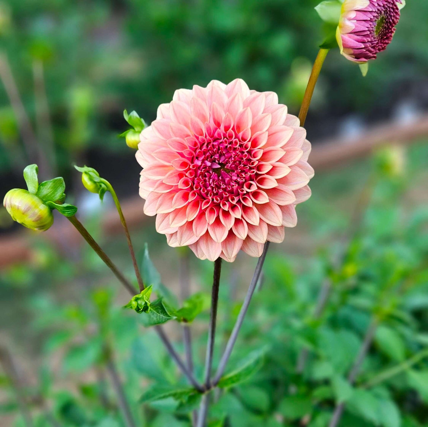 Levi's Blue Smoke blooming dahlia in soft lavender-pink and cream colors, showcasing sculpted elegance in the garden.
