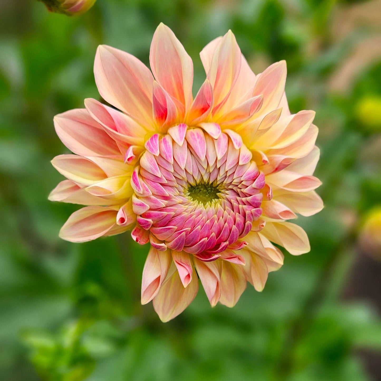Bloomquist Alan: Close-up of a pink and yellow flower with a blurred green background