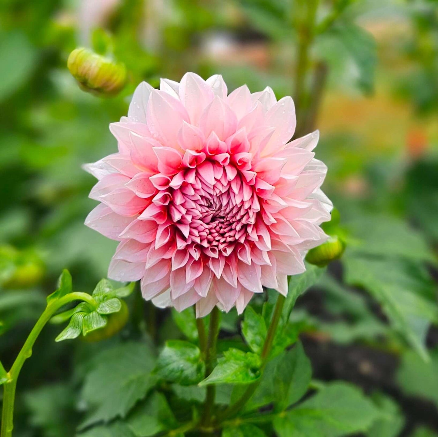 RM Baby Girl: Pink flower with green leaves in the background