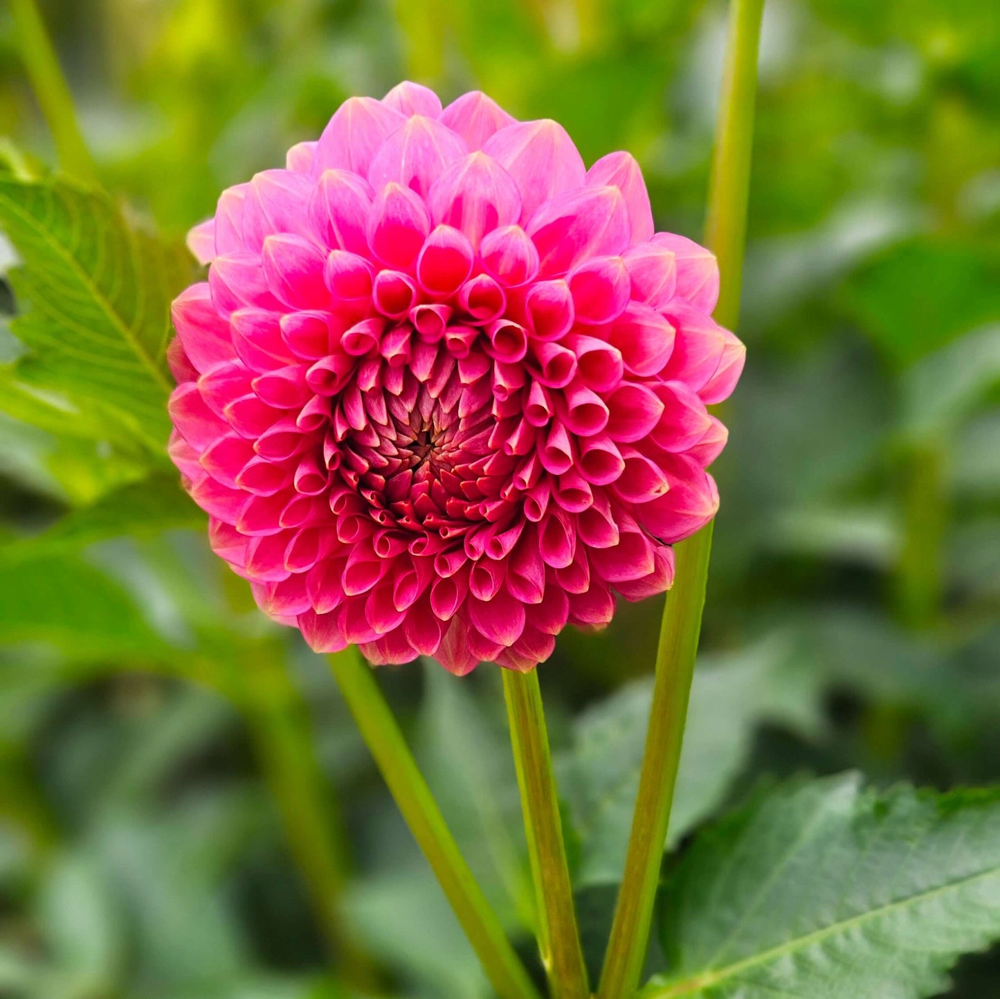20th Ave Softer Peach Dahlia - Close-up of a pink flower with green leaves in the background.