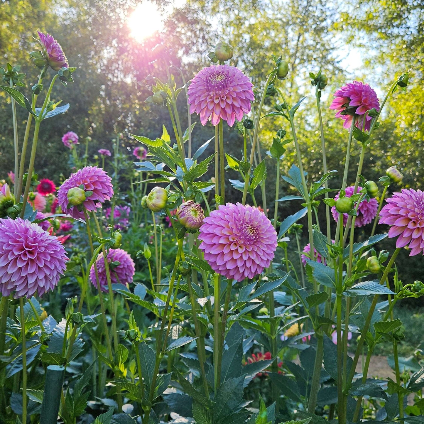 Skipley Spot of Gold: Pink dahlias in a garden with sunlight filtering through the leaves