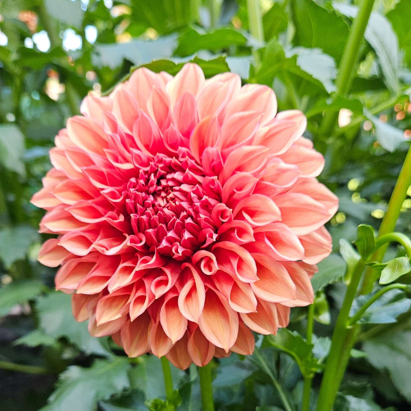 Orange Globe: Close-up of a pink dahlia flower with green leaves in the background