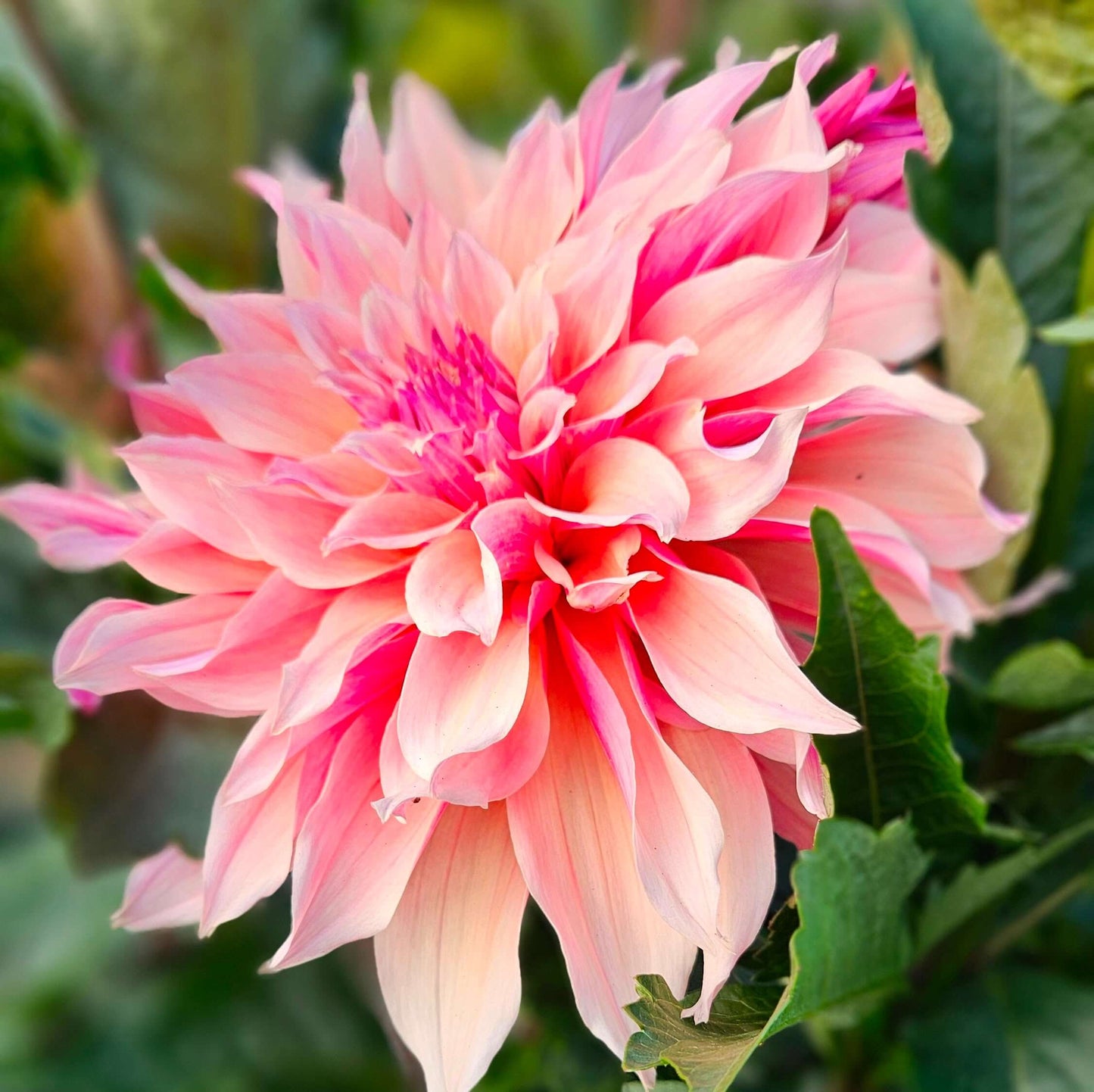 Labyrinth: Close-up of a pink and white flower with green leaves in the background