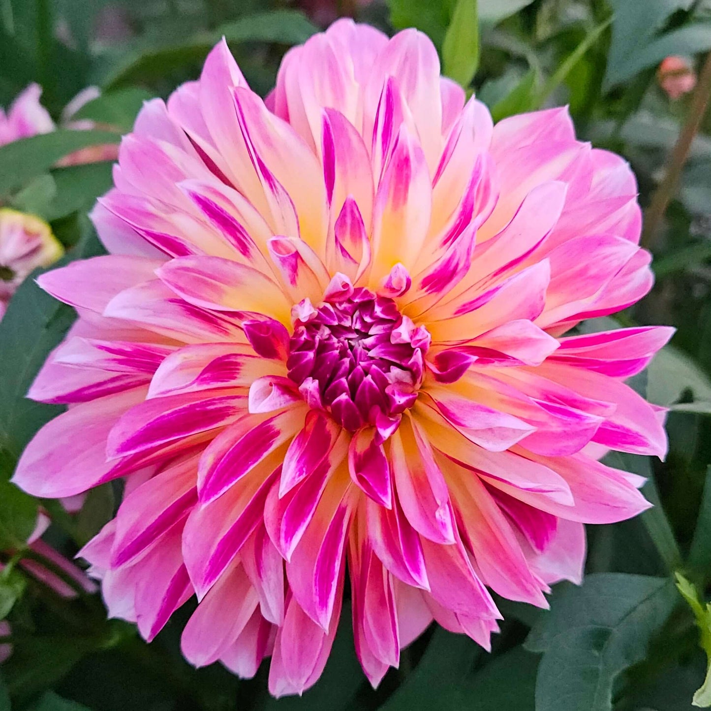 Caribbean Fantasy: Close-up of a pink and yellow flower with green leaves in the background