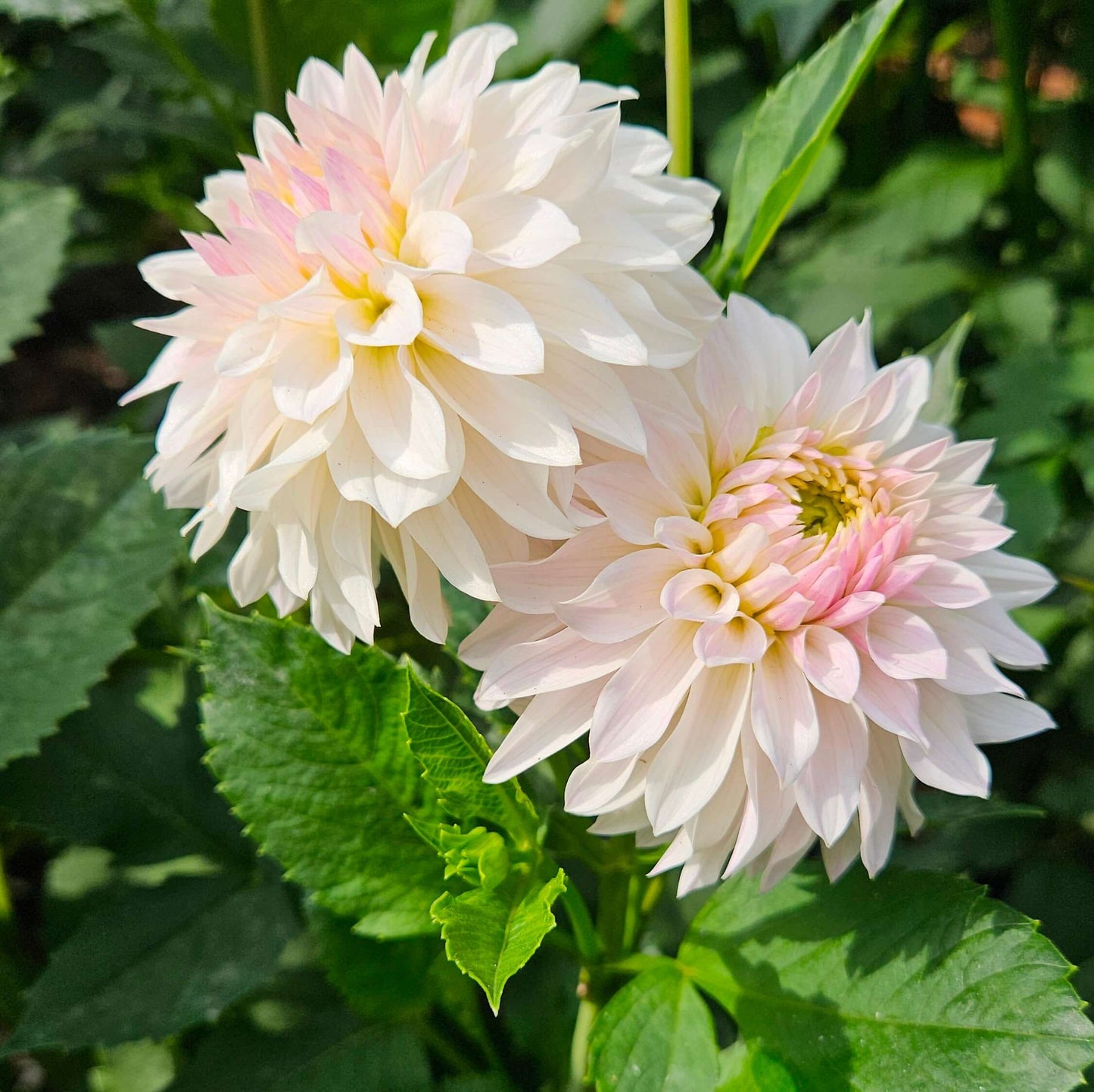Bloomquist Compare: Two light pink dahlias with green leaves in the background