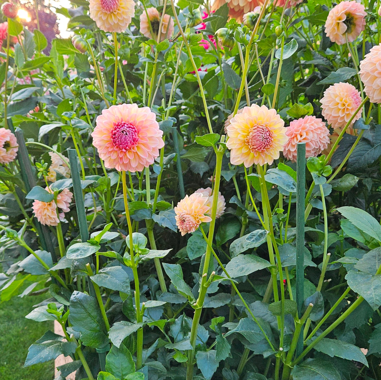 RM Summer Haze: Garden with pink and yellow dahlias surrounded by green foliage