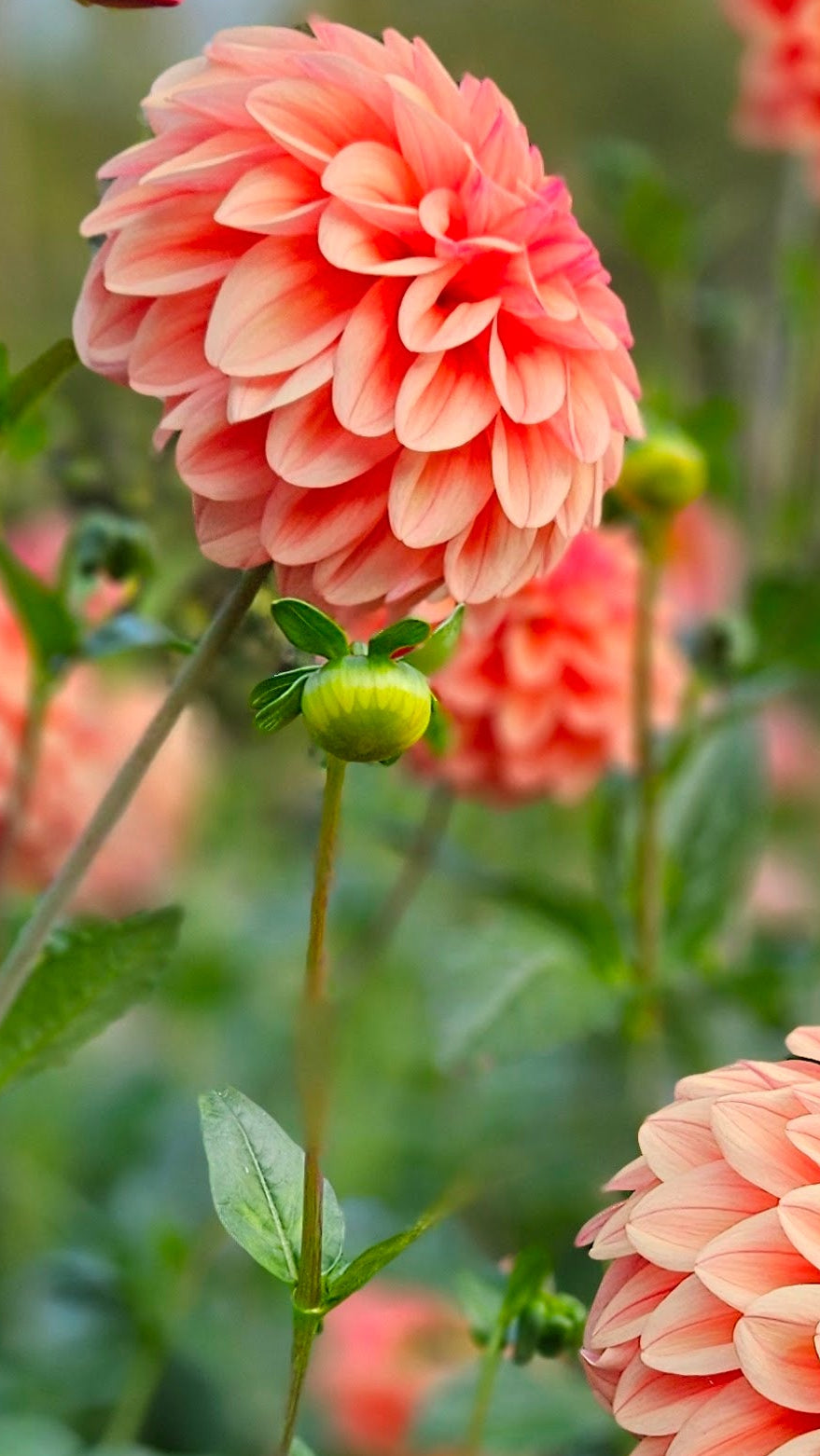 Ferncliff Copper: Close-up of peach-colored dahlias with green leaves in a garden setting.