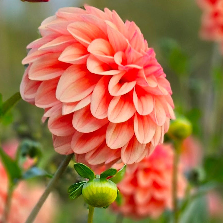 Ferncliff Copper: Close-up of peach-colored dahlias with green leaves in a garden setting.