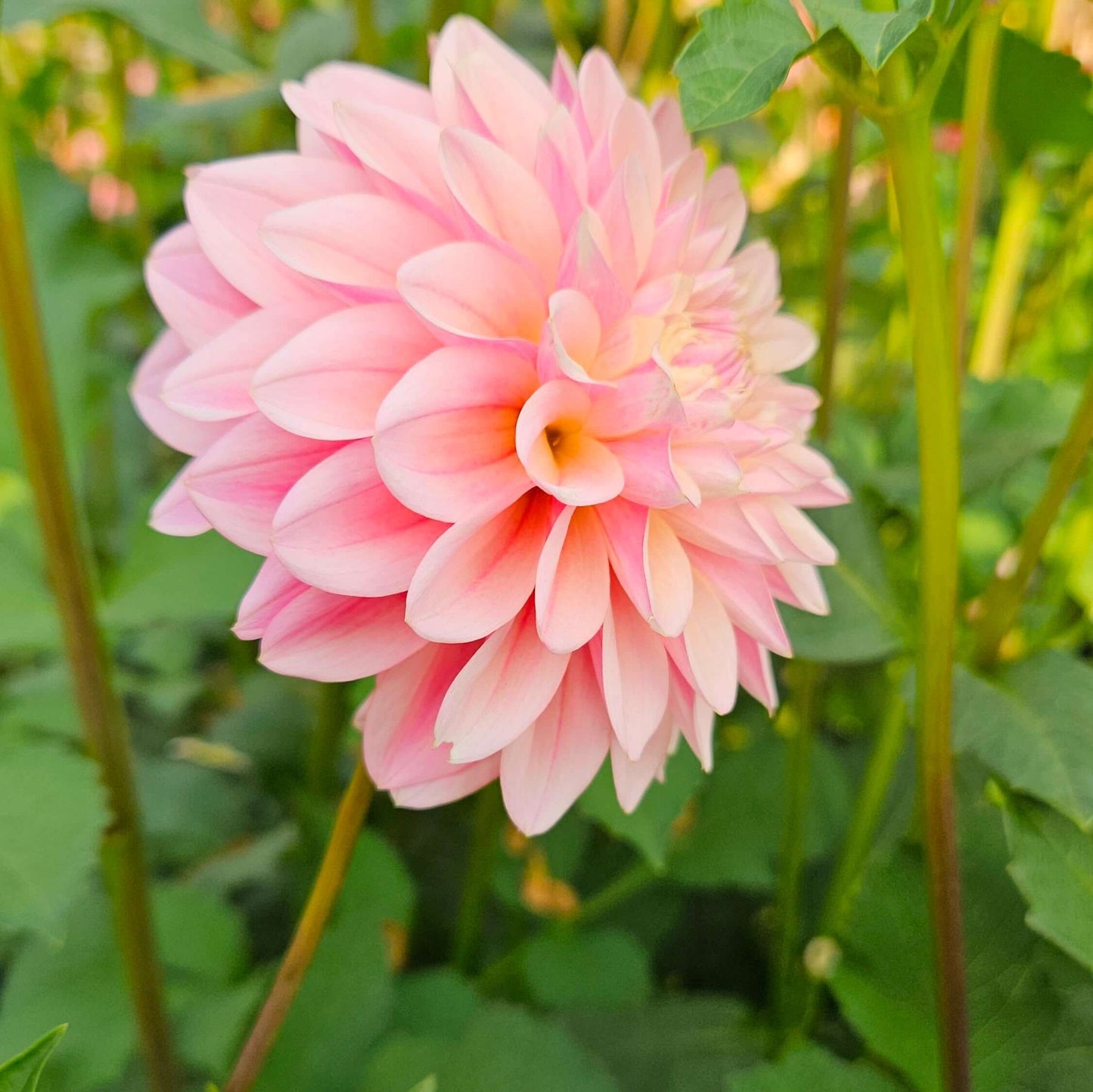 Castle Drive: Close-up of a pink flower with green leaves in the background