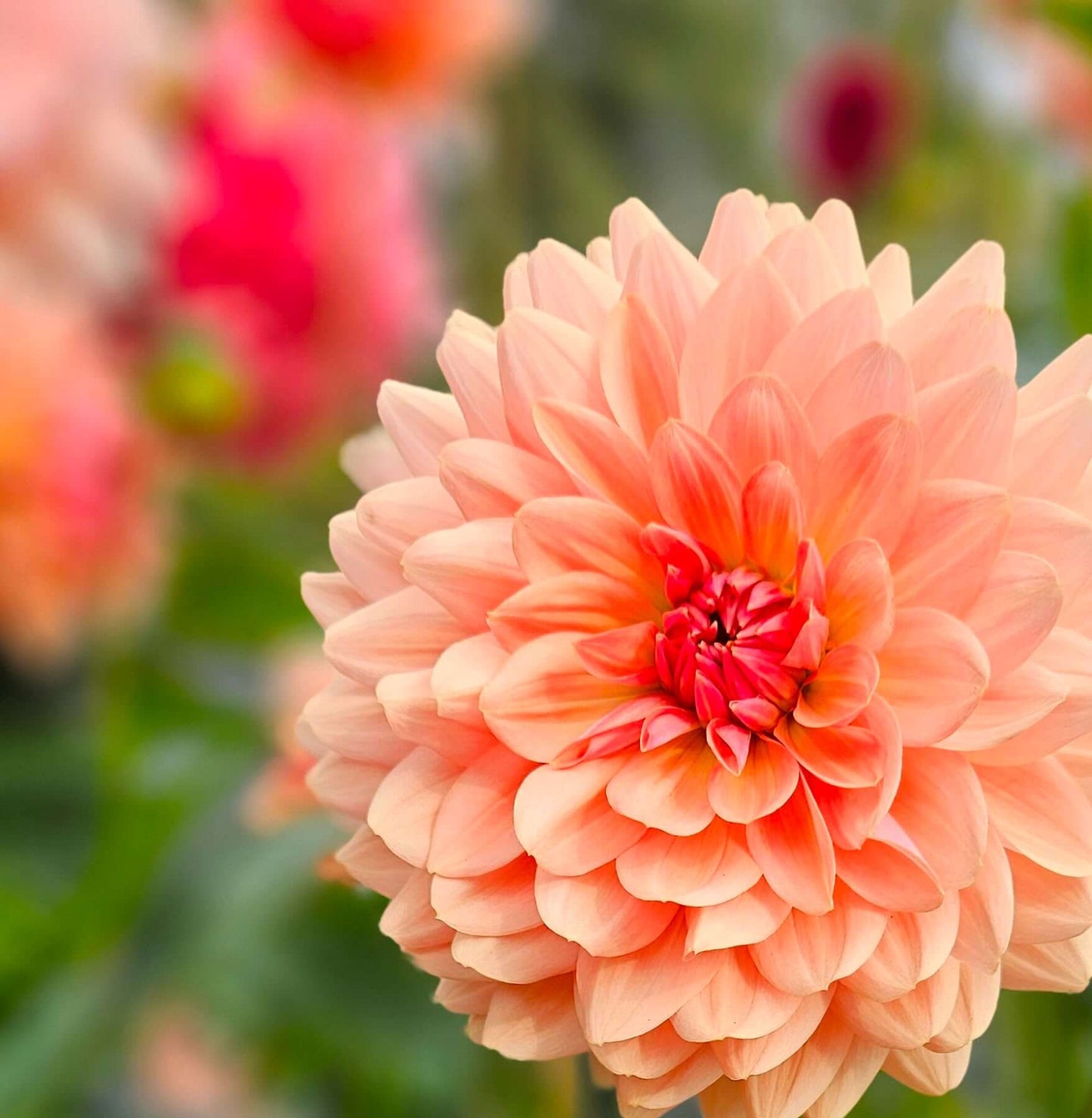 Fawn: Close-up of a peach-colored flower with a blurred floral background