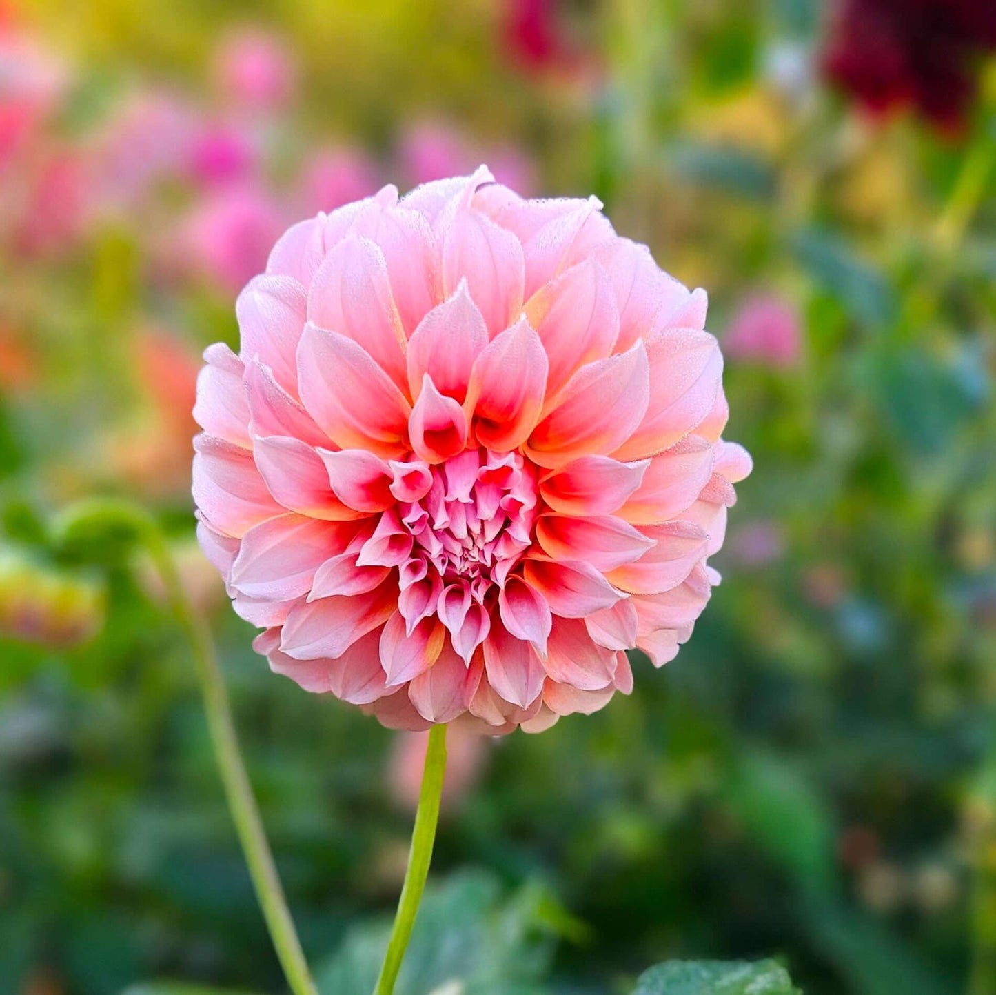 Peaches N Cream: Close-up of a pink flower with a blurred garden background
