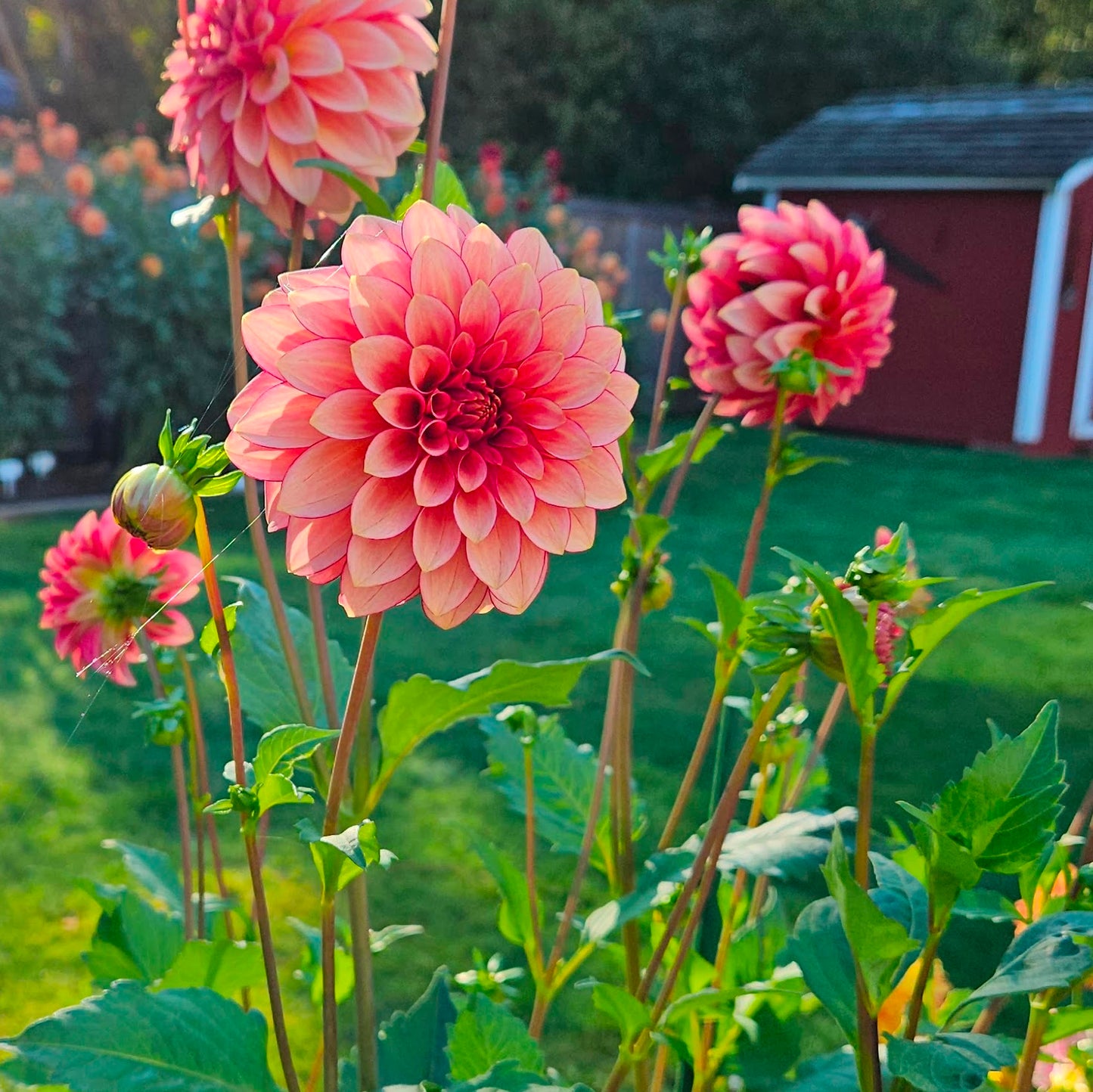 RM Raspberry Twinkle