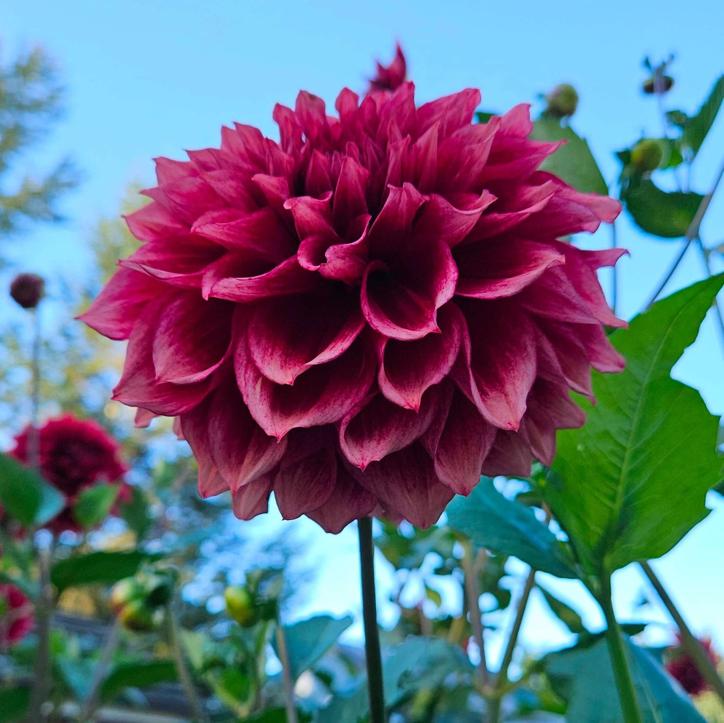 Bloomquist York: Close-up of a vibrant pink flower with green leaves against a blurred natural background