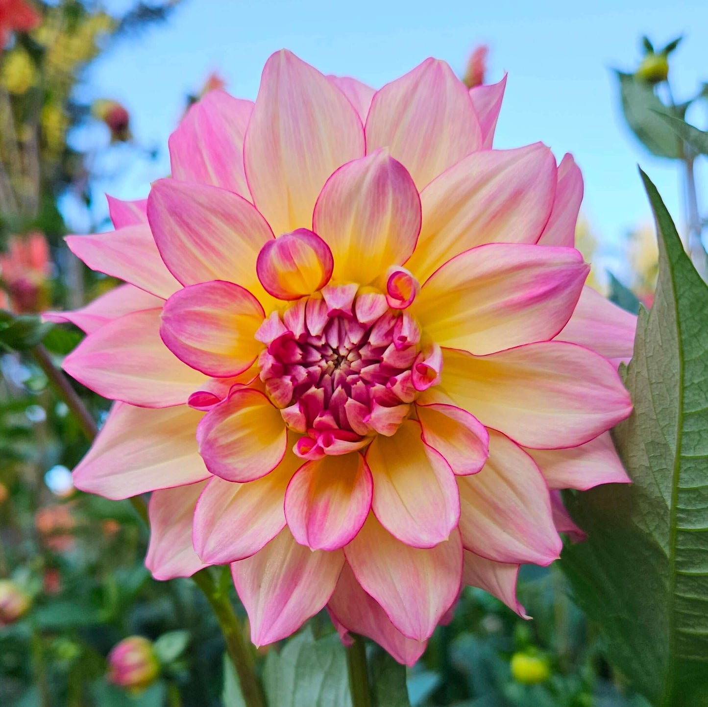 AC Twisp: Close-up of a pink and yellow flower with a blurred green background