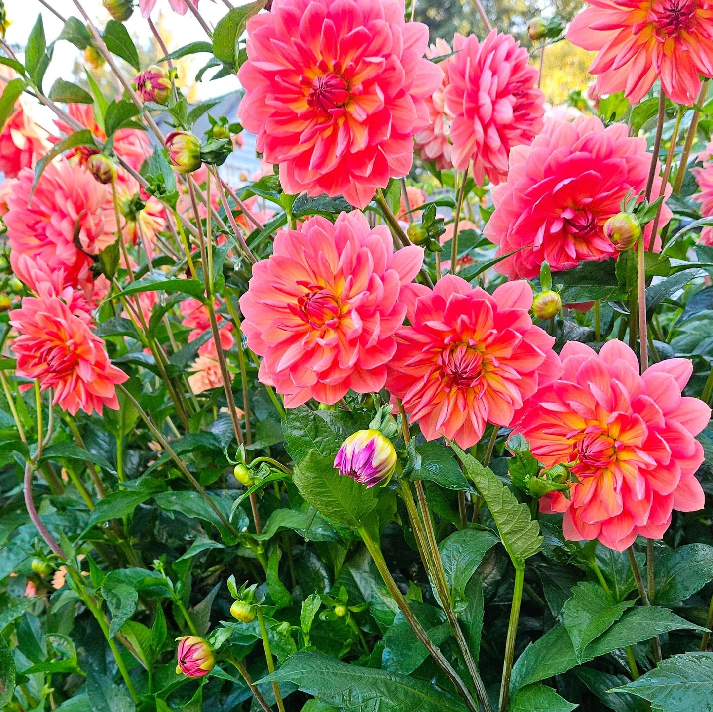 Hollyhill Daydream: Close-up of a coral-colored flower with green leaves in the background