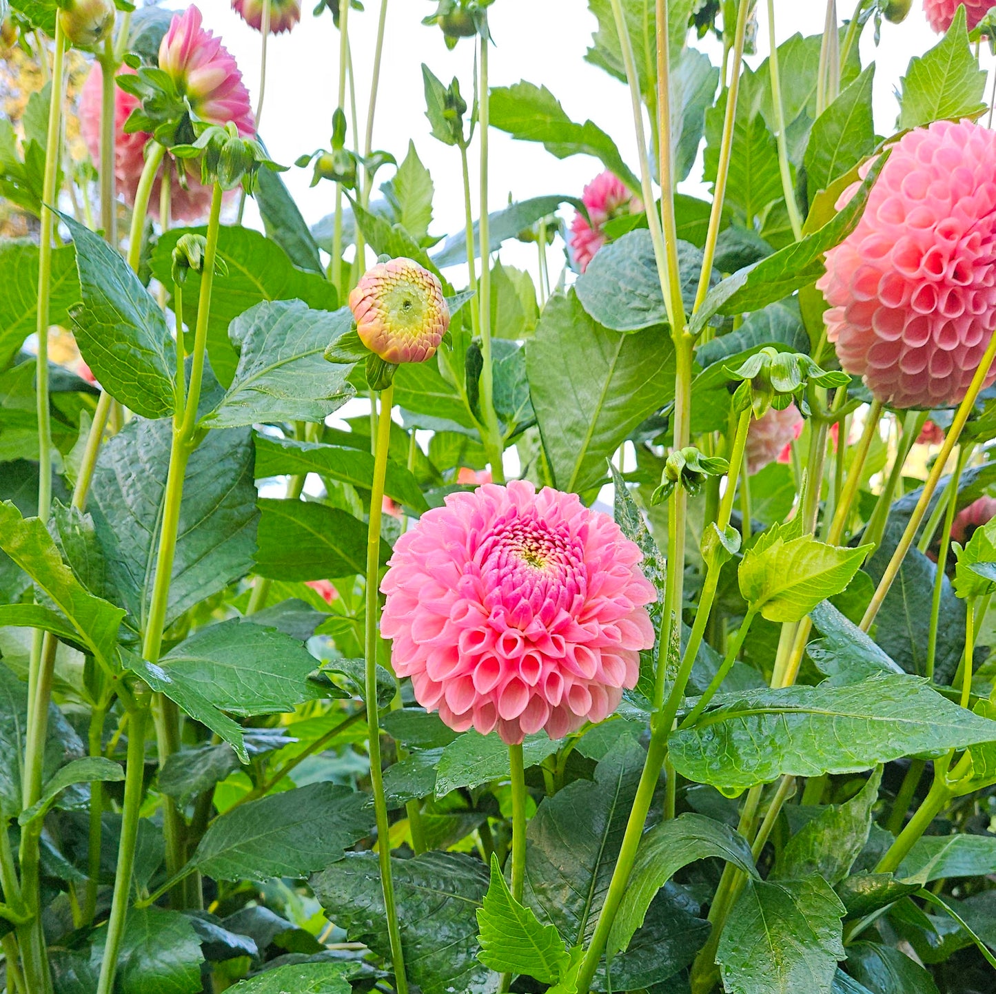 Clearview Peachy