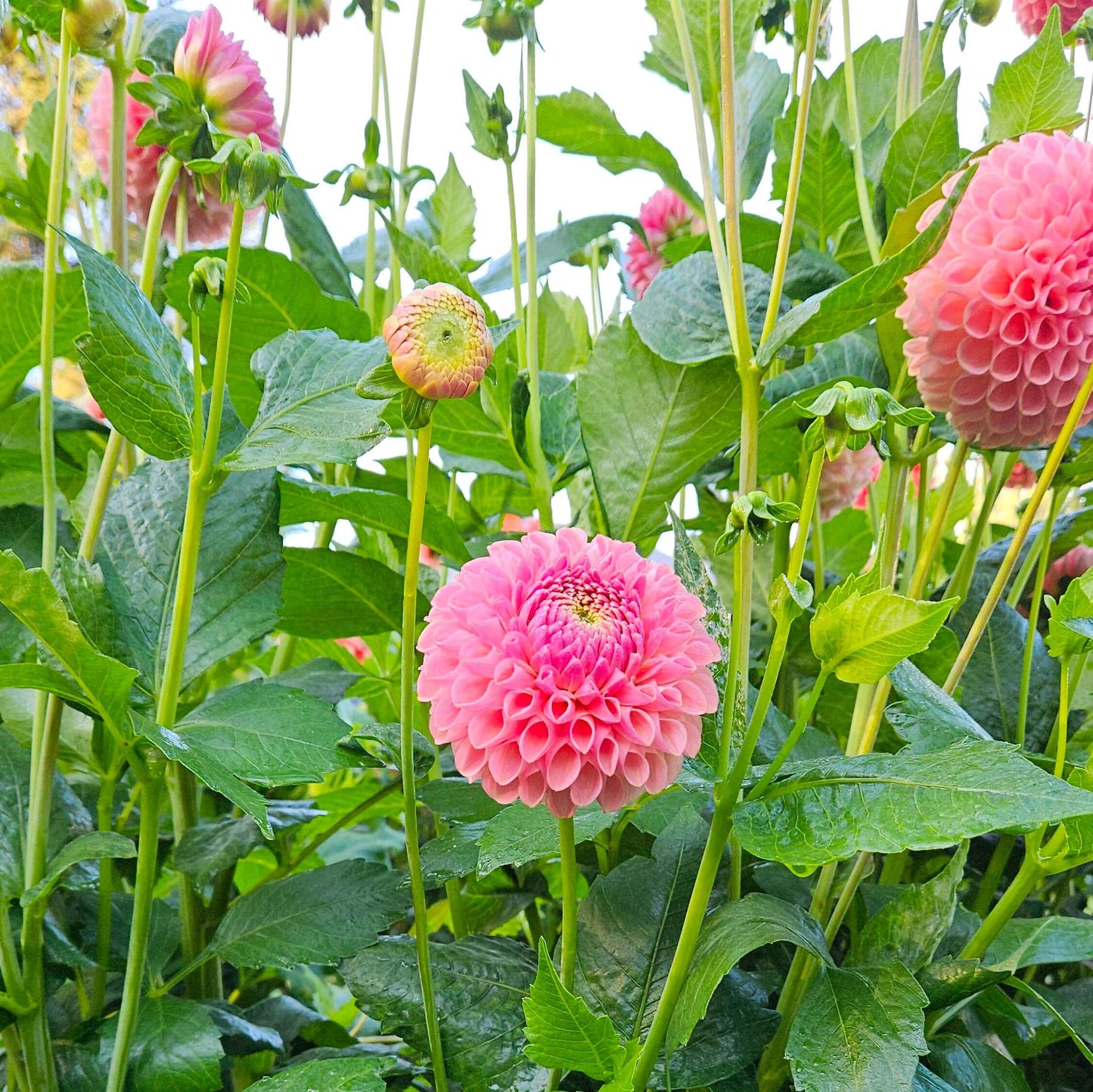 Clearview Peachy: Pink dahlias with green leaves in a garden setting