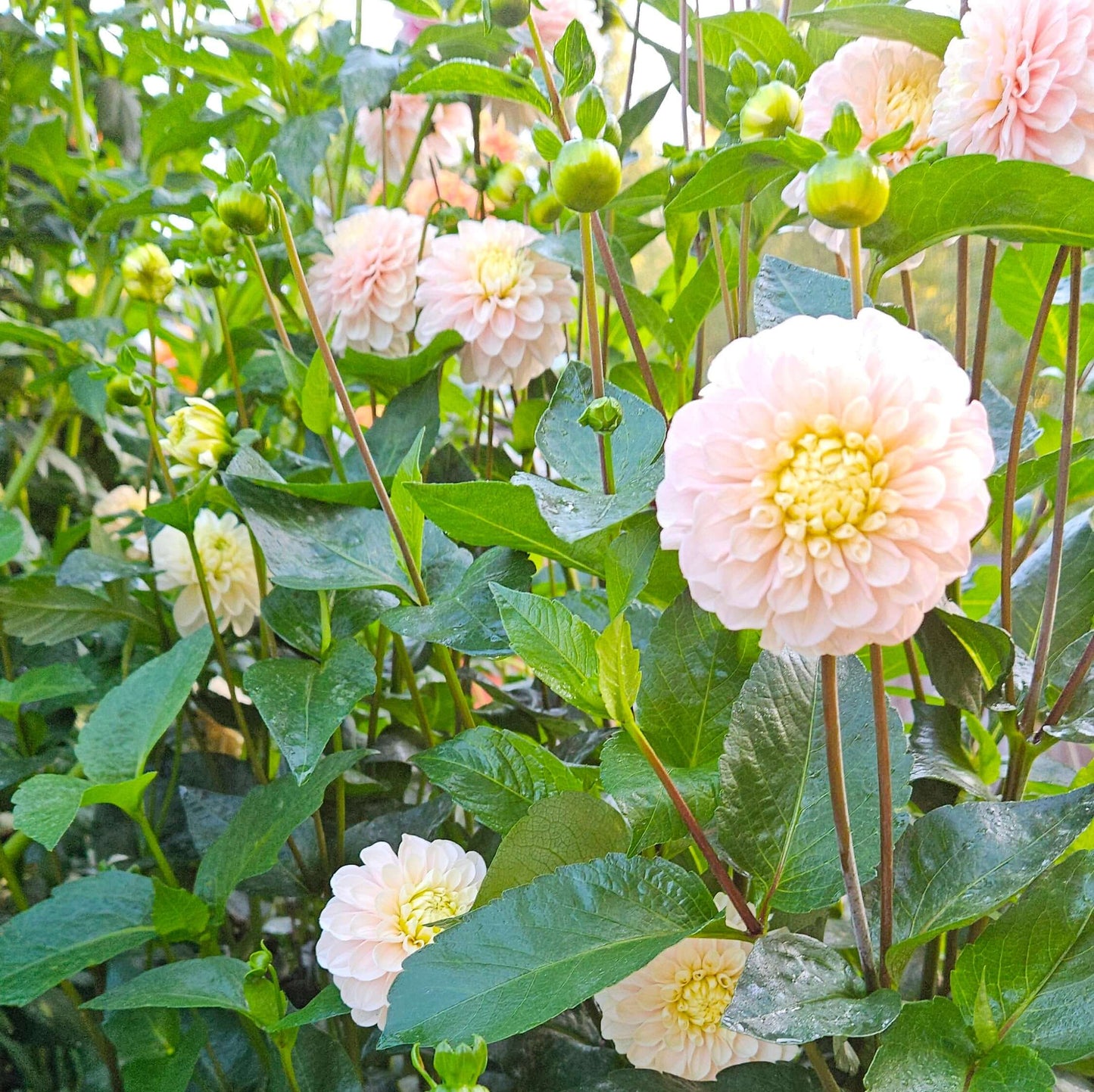 Levi's Revenant: Beautiful blooming peach dahlias surrounded by lush green foliage in a vibrant garden setting.