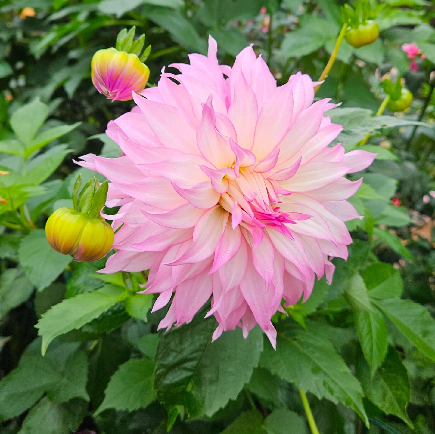 Clearview Enid: Pink dahlia flower with green leaves in the background