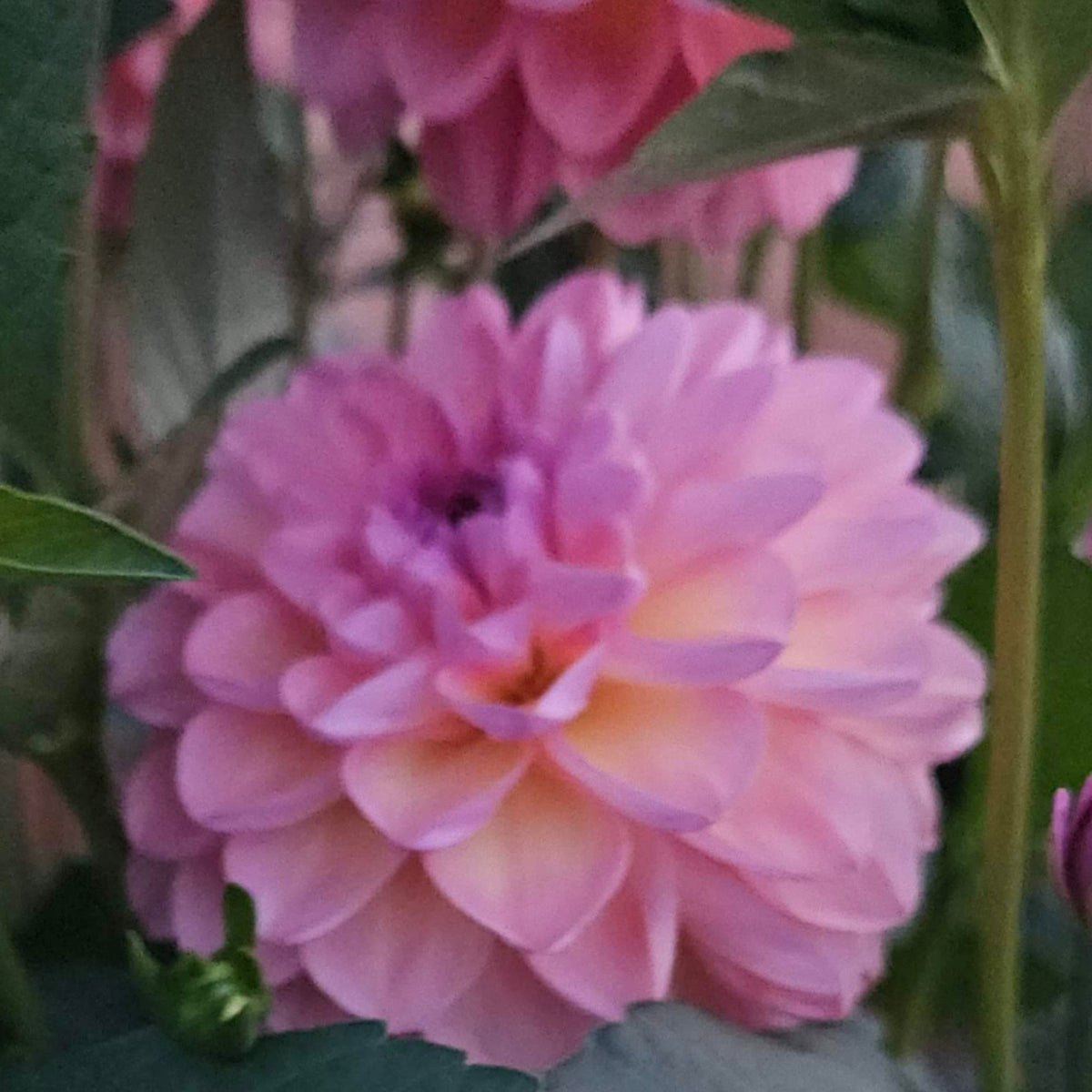 A close-up of pink dahlia flowers with green leaves, featuring a hand holding a white plant tag that reads 'HopetVintage'.