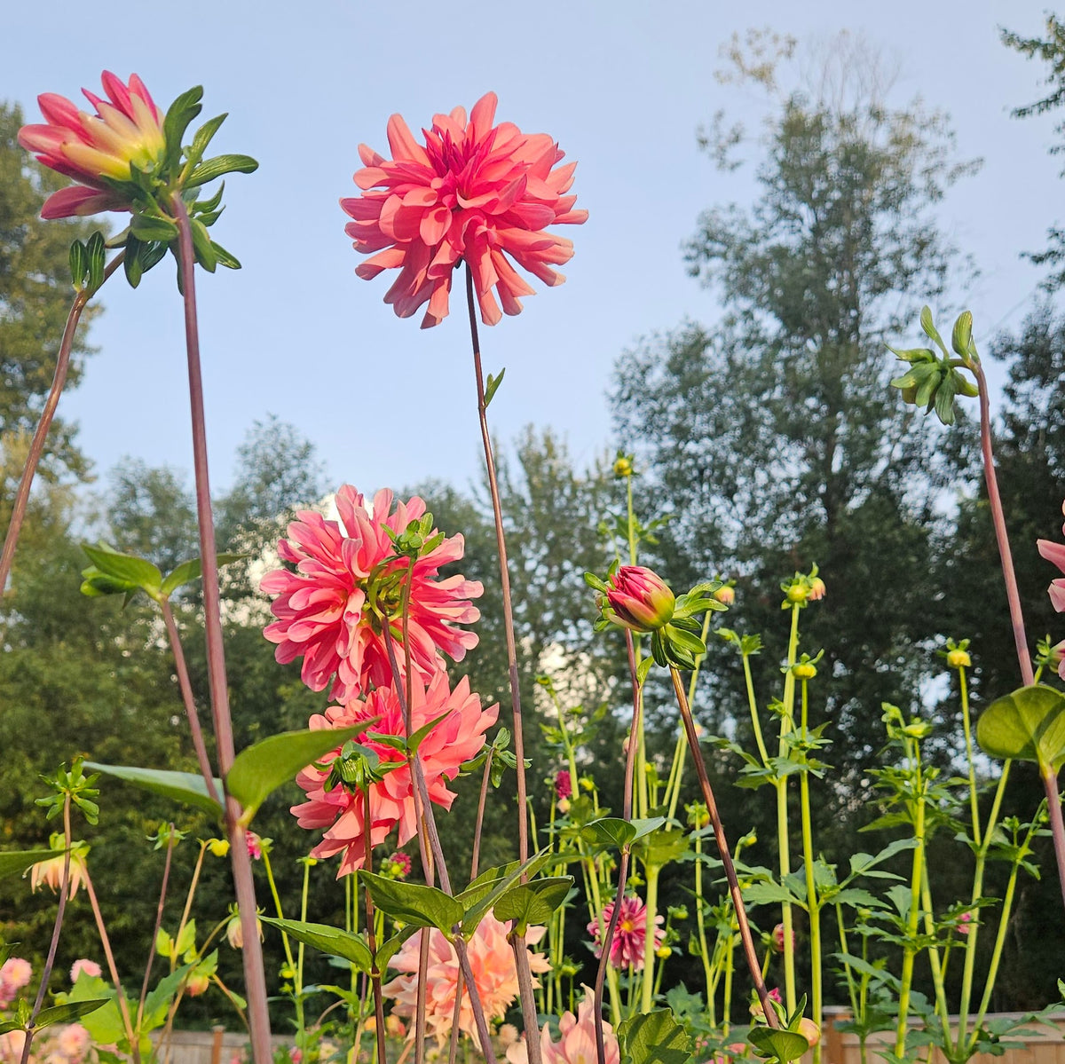 Burfoot Kiki: Close-up of a twisting-petaled dahlia facing upward