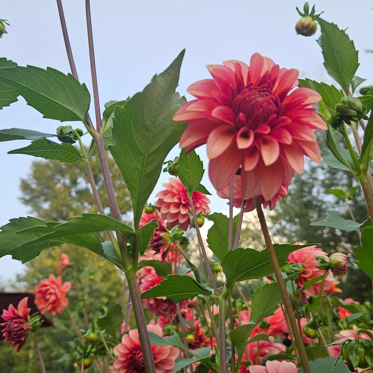 RM Raspberry Twinkle
