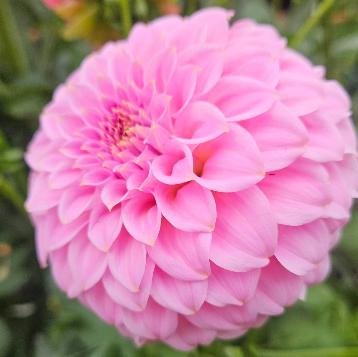 Araluen Leatrice: Close-up of a pink dahlia with symmetrical petals
