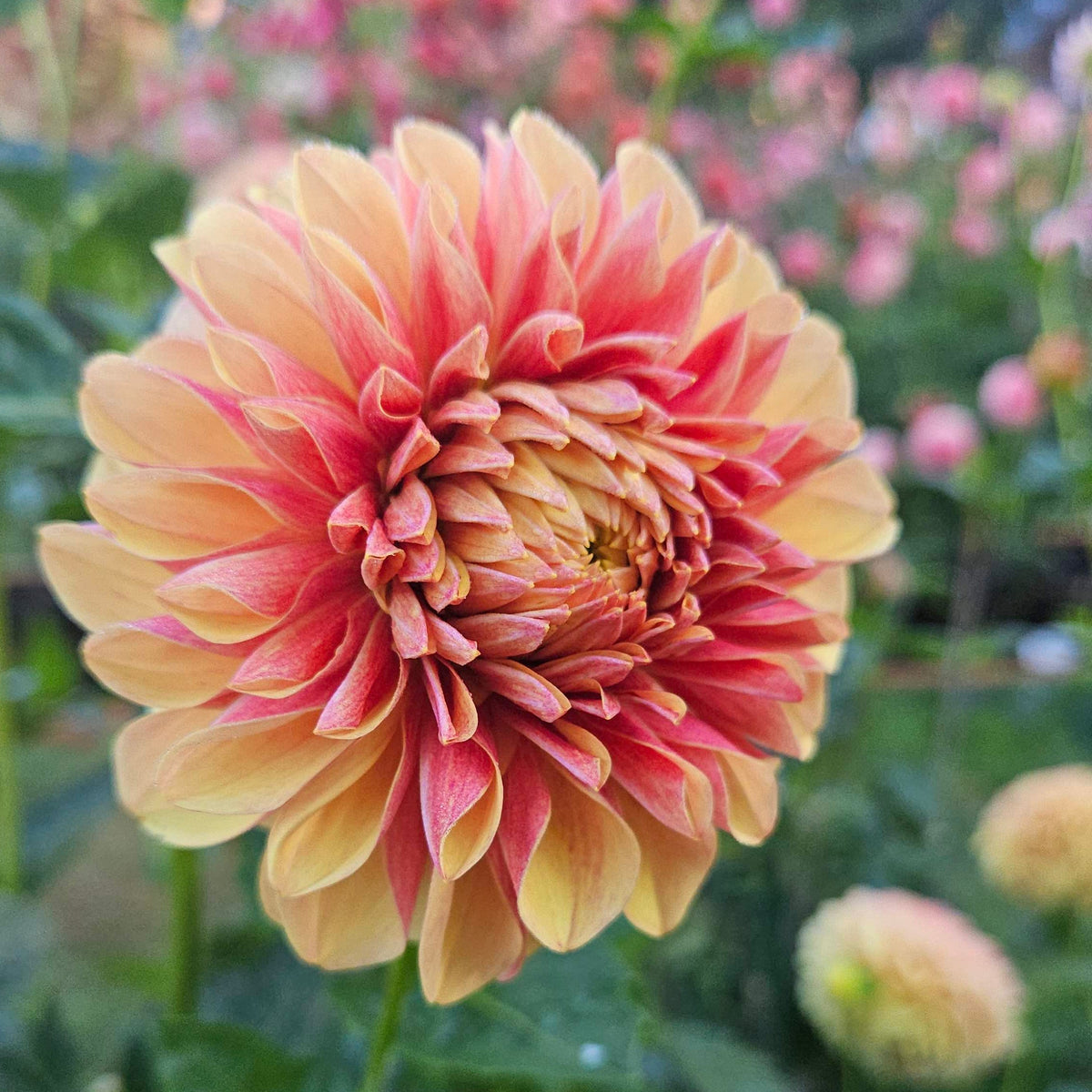 A close-up of a dahlia flower in a garden, showing layered petals that fade from pale yellow at the edges to a deep pinkish-red in the center, with green leaves and other blurred flowers in the background.