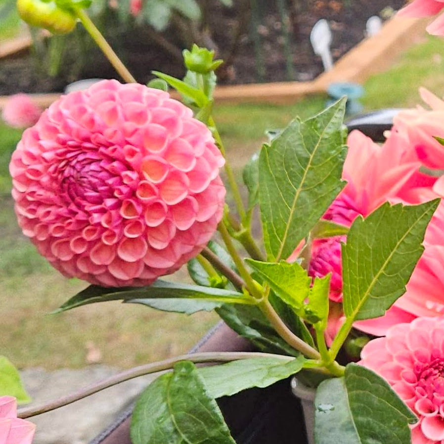 Ghislaine ball dahlia in vintage pink and salmon
