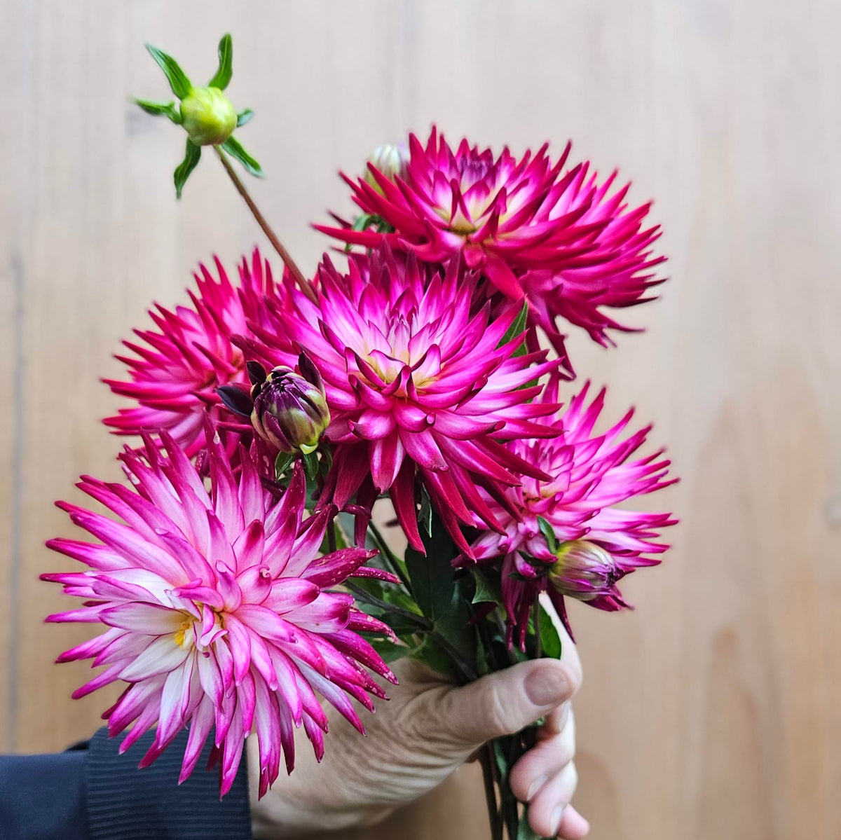 AC Lindsay dahlia: close-up of a dark, spiky-petaled cactus dahlia
