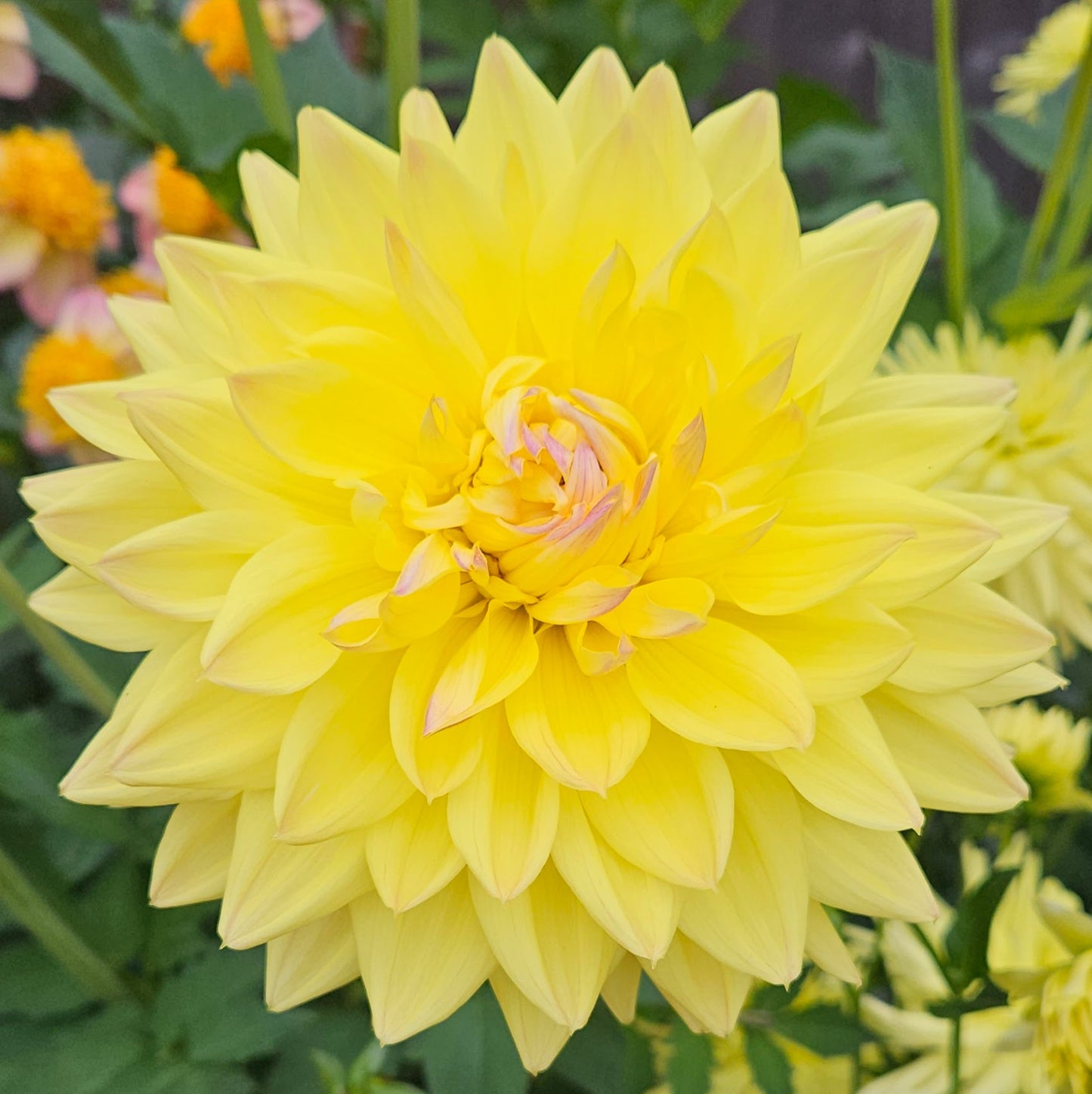 Clearview Maize