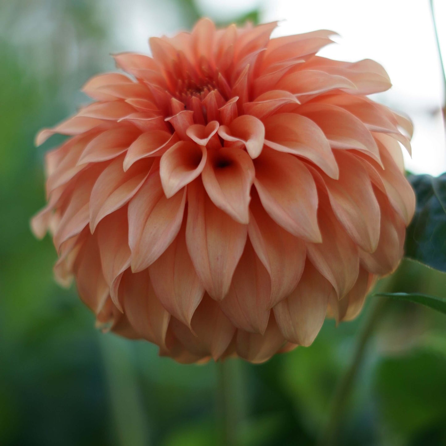 Bloomquist Pleasing: Close-up of a peach-colored flower with a blurred green background