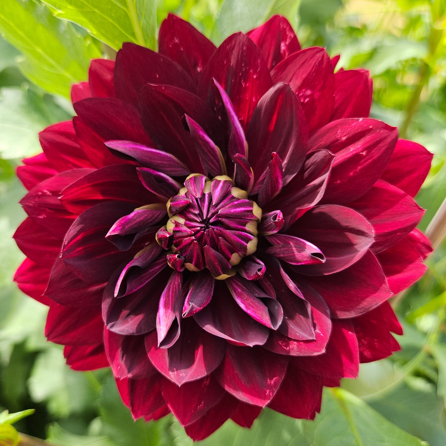 Hollyhill Black Widow
