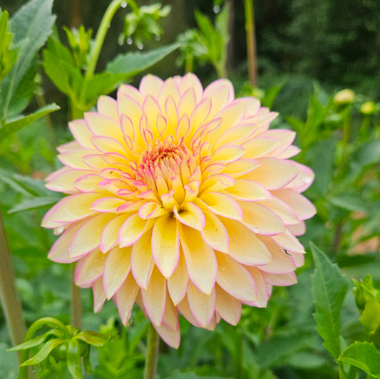 Bloomquist Blush