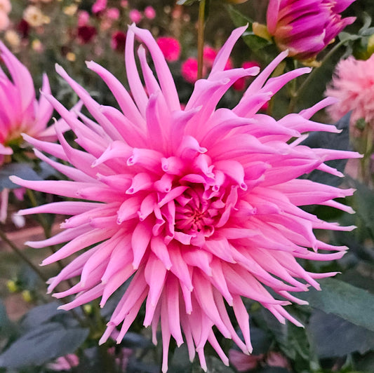 Wyn's Mauve Mist