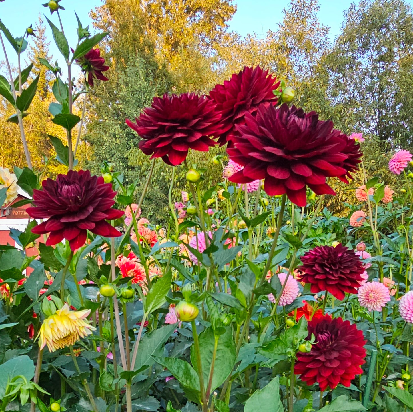 Hollyhill Black Widow