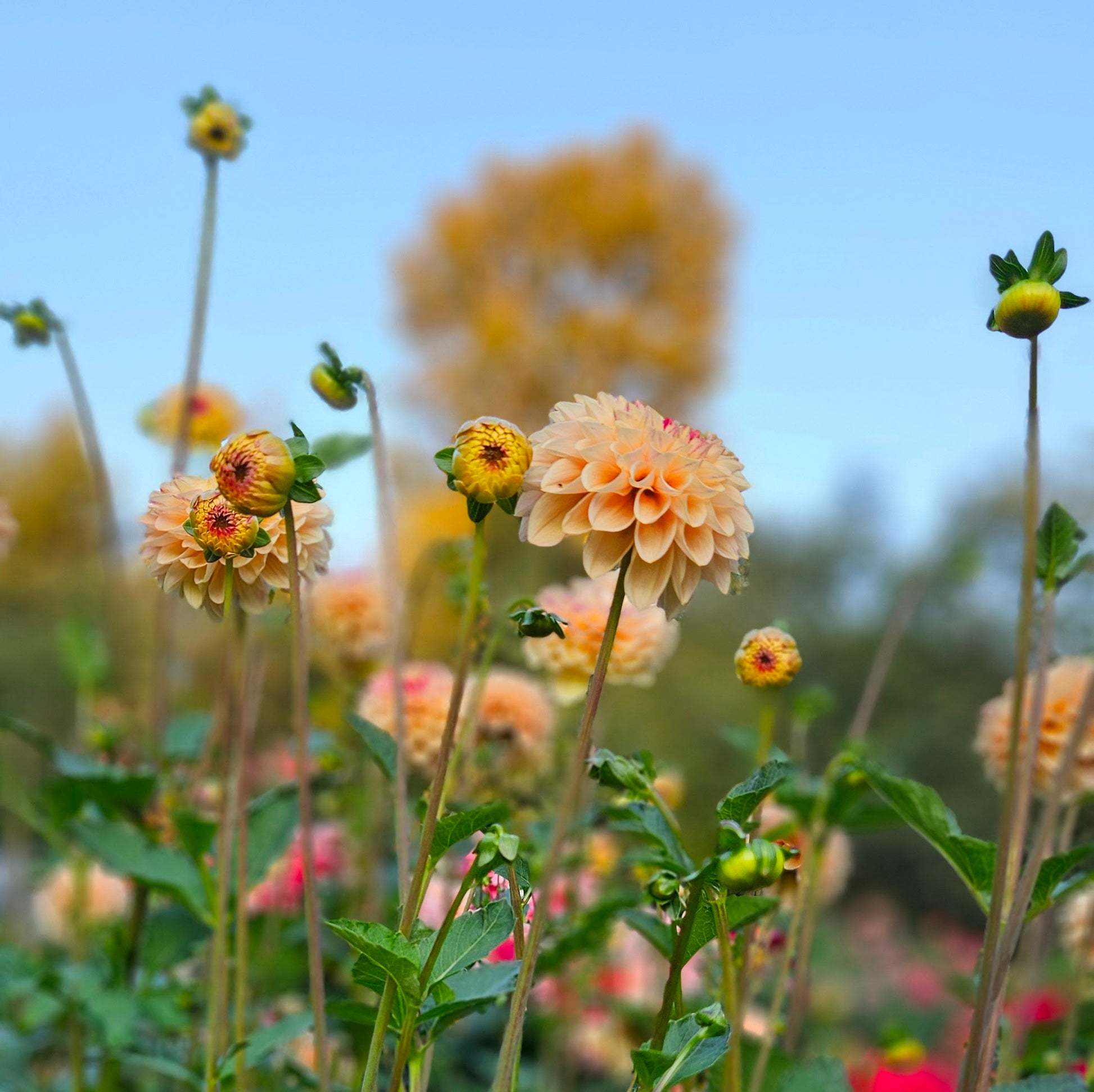 Wine Eyed Jill: Floral field with a focus on a peach-colored dahlia against a blurred natural background