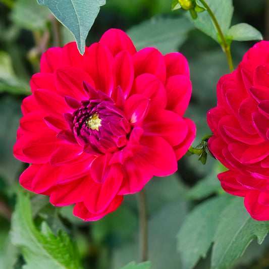 Sandia Bertha: Close-up of a vibrant red flower with a green background