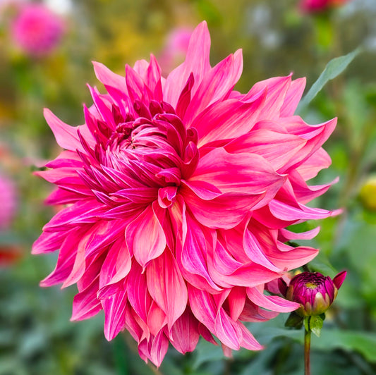 Penhill Dark Monarch