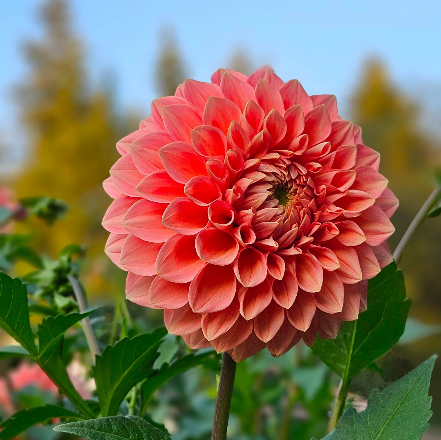 RM Tarnished: Close-up of a pink flower with green leaves in the background