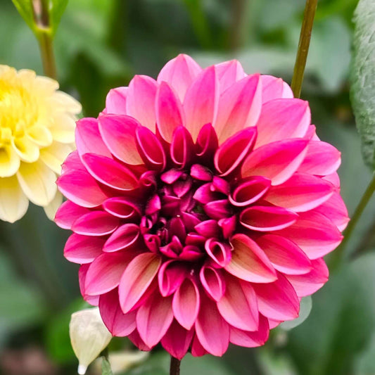 Senior's Hope flower with velvety red and pink decorative blooms, showcasing elegance and beauty in the garden.