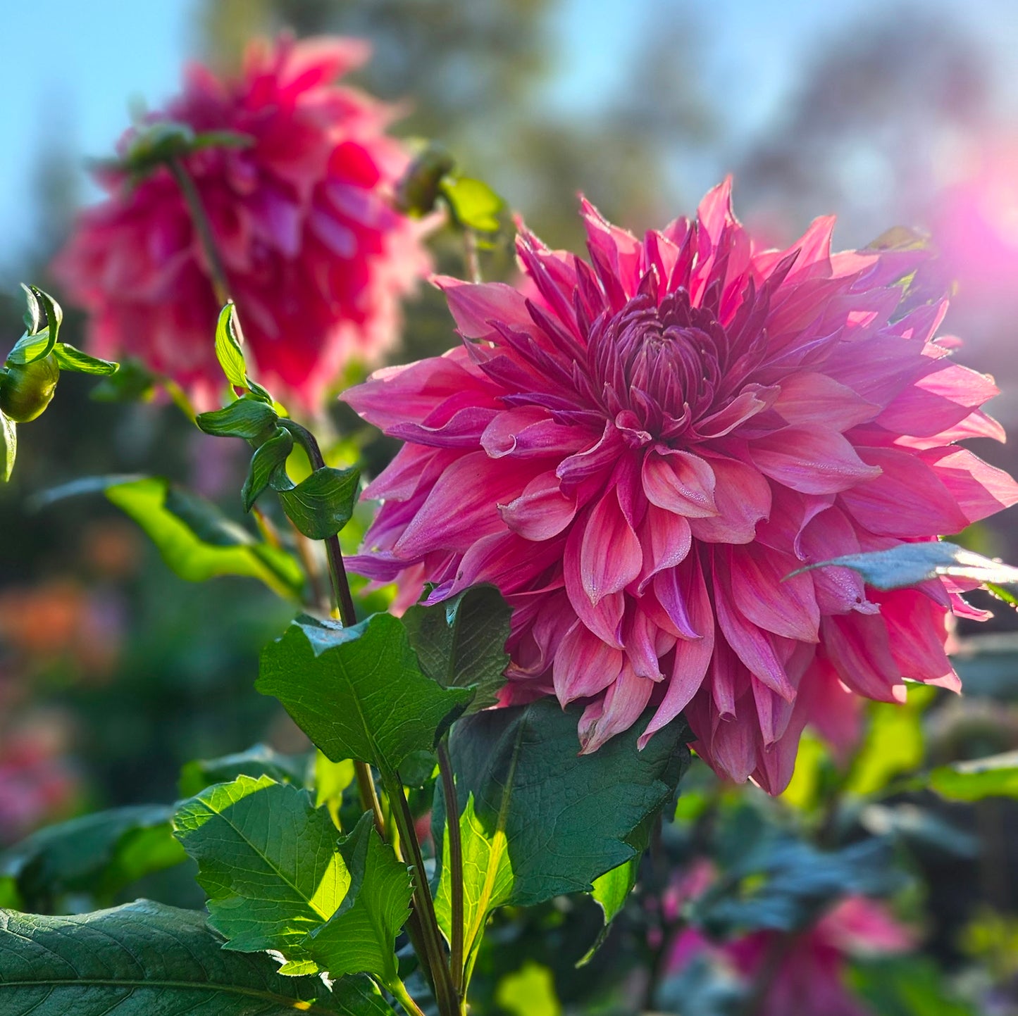 Penhill Dark Monarch