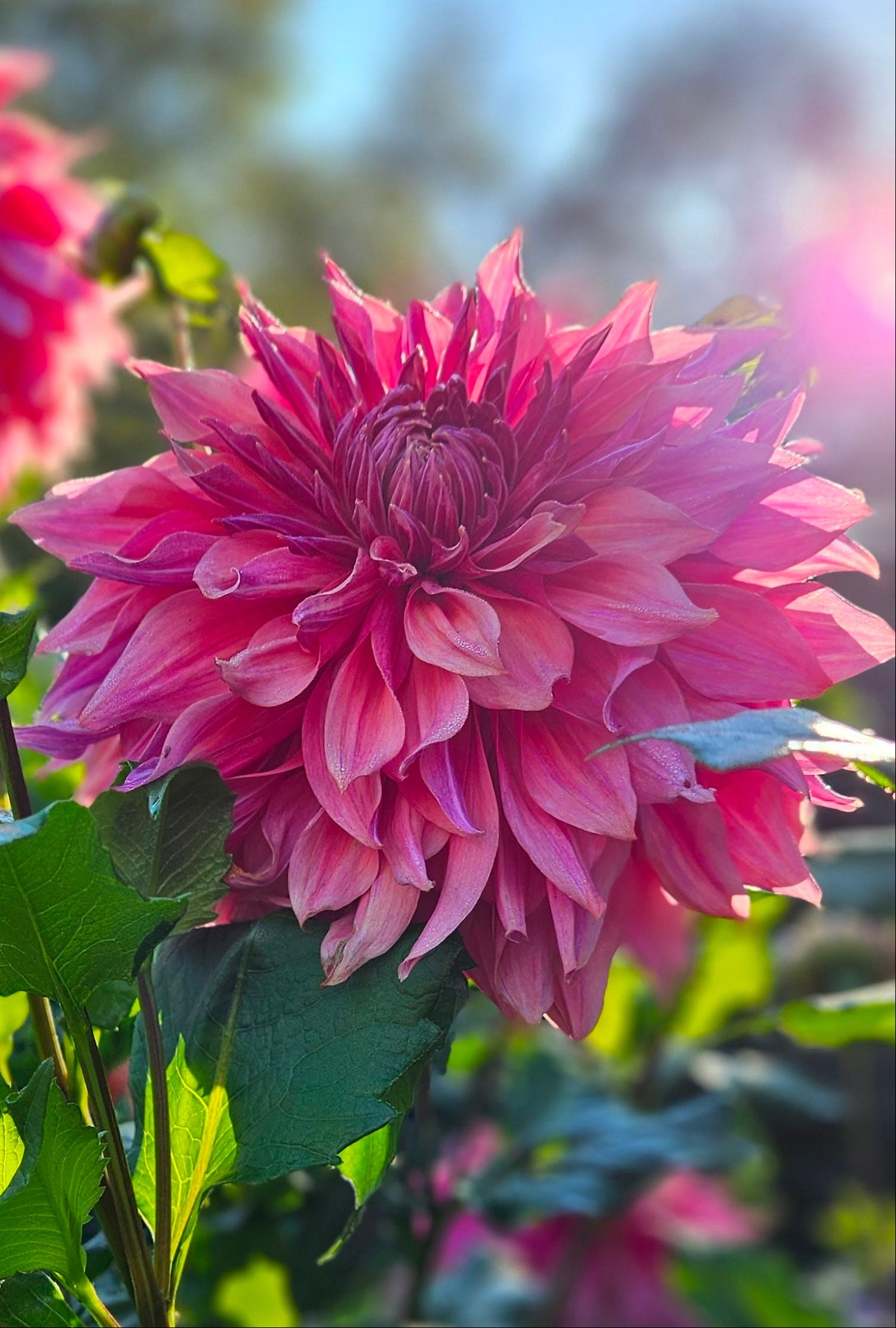 Penhill Dark Monarch: Close-up of a pink flower with green leaves in a garden setting