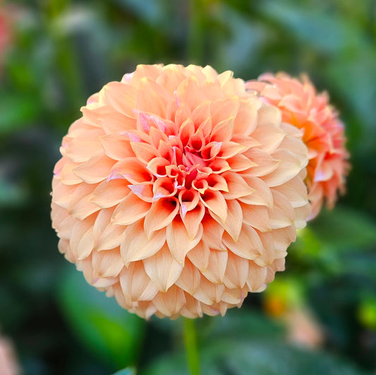 Peaches N Cream (Sport - Solid Orange)