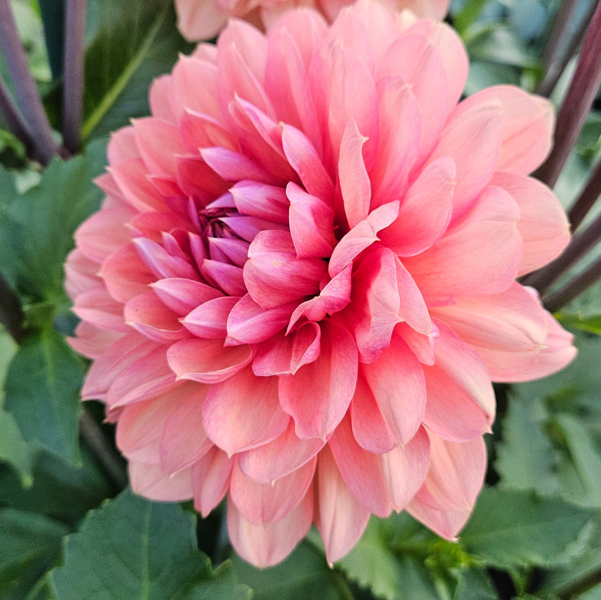 Chateau De La Bourdaisiere dahlia: dusty peach and salmon pink waterlily bloom