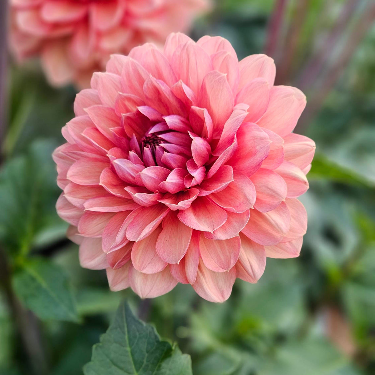 Chateau De La Bourdaisiere dahlia: close-up of a peach-pink waterlily dahlia