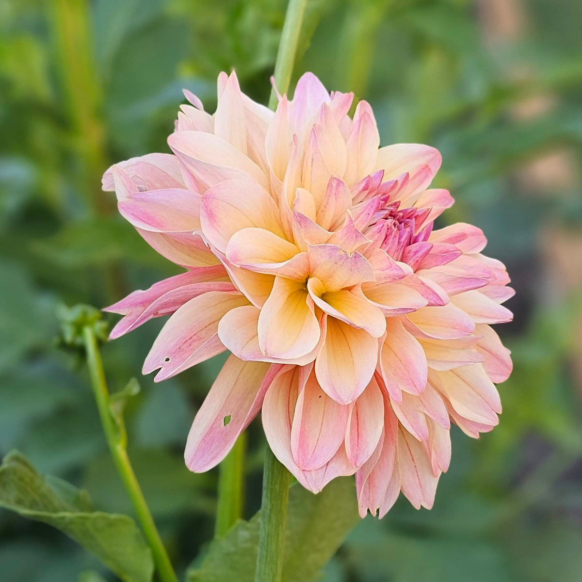 Roga dahlia: a single pale pink and cream bloom in full flower in the garden